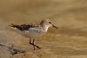 David Plant Photography - Wildlife Photography - Little stint - C