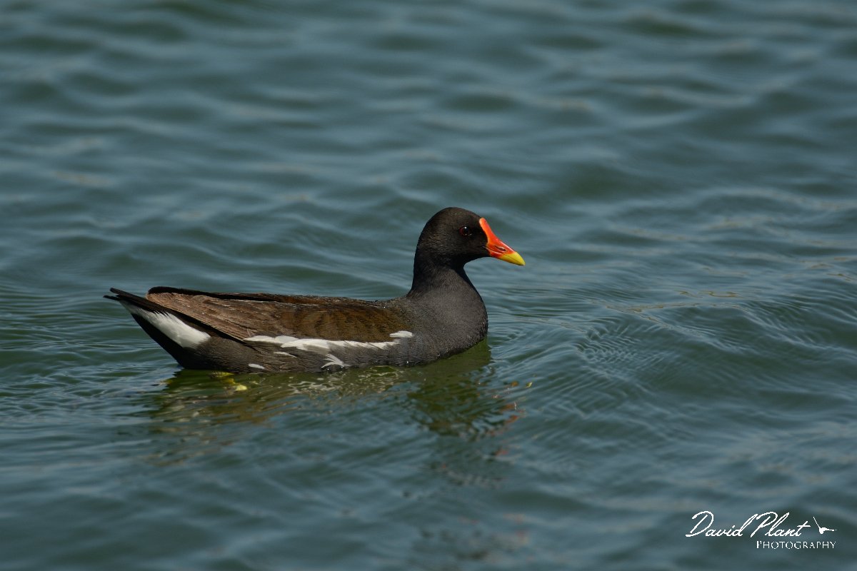 David Plant Photography - Wildlife Photography - Moorhen - A.jpg - Moorhen - Agia lake, Crete