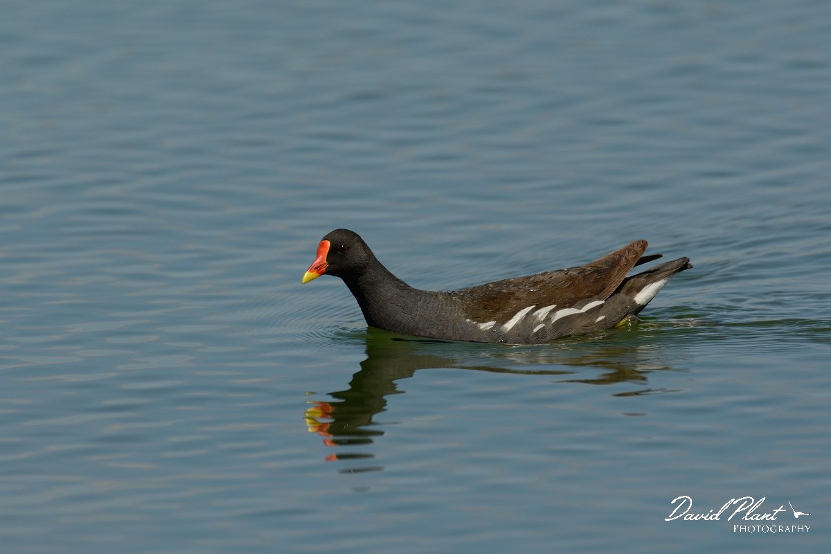David Plant Photography - Wildlife Photography - Moorhen - B.jpg - Moorhen - Agia lake, Crete