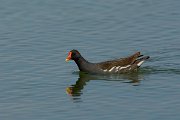 David Plant Photography - Wildlife Photography - Moorhen - B