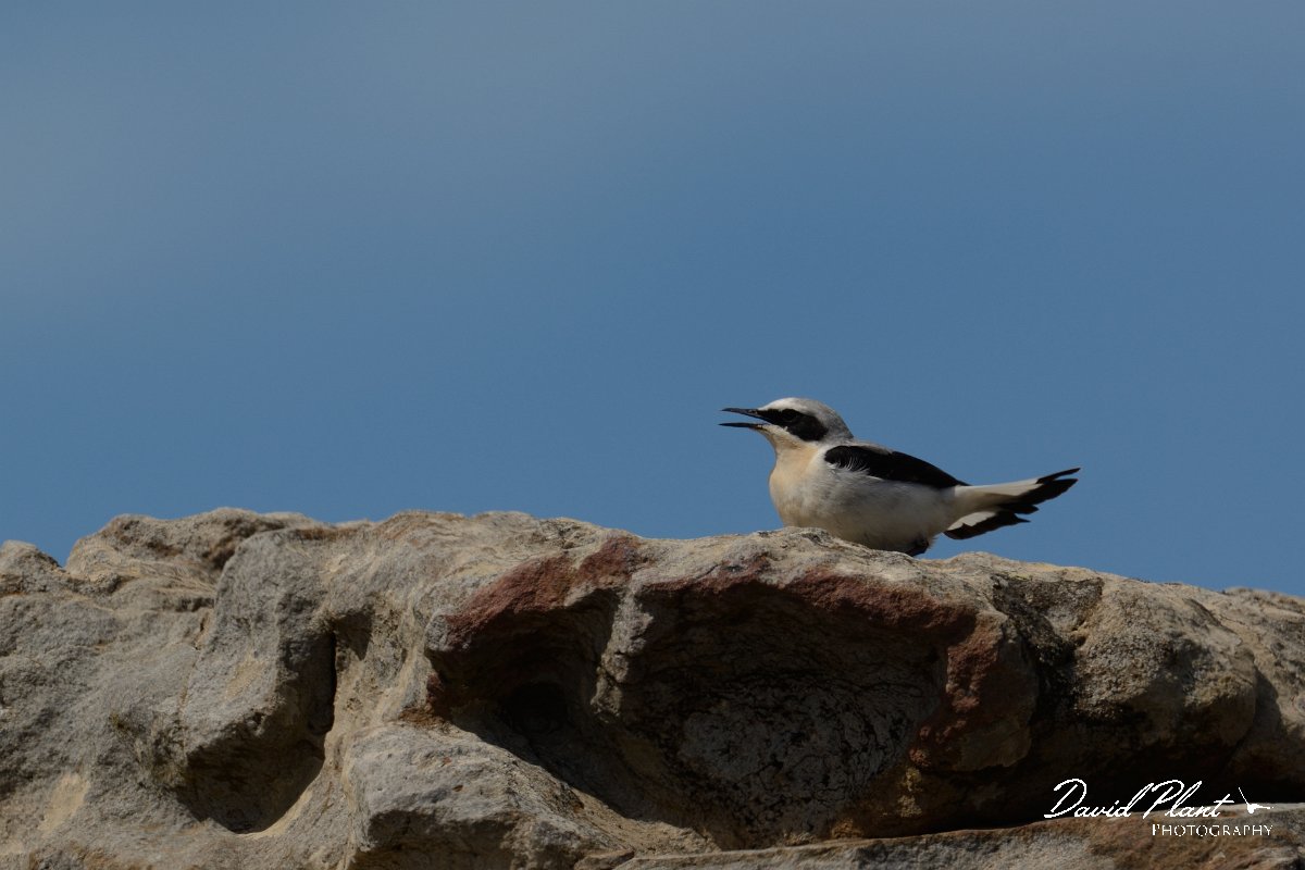 David Plant Photography - Wildlife Photography - Northern wheatear - A.jpg - Northern wheatear male - Agios Dikeos, Crete