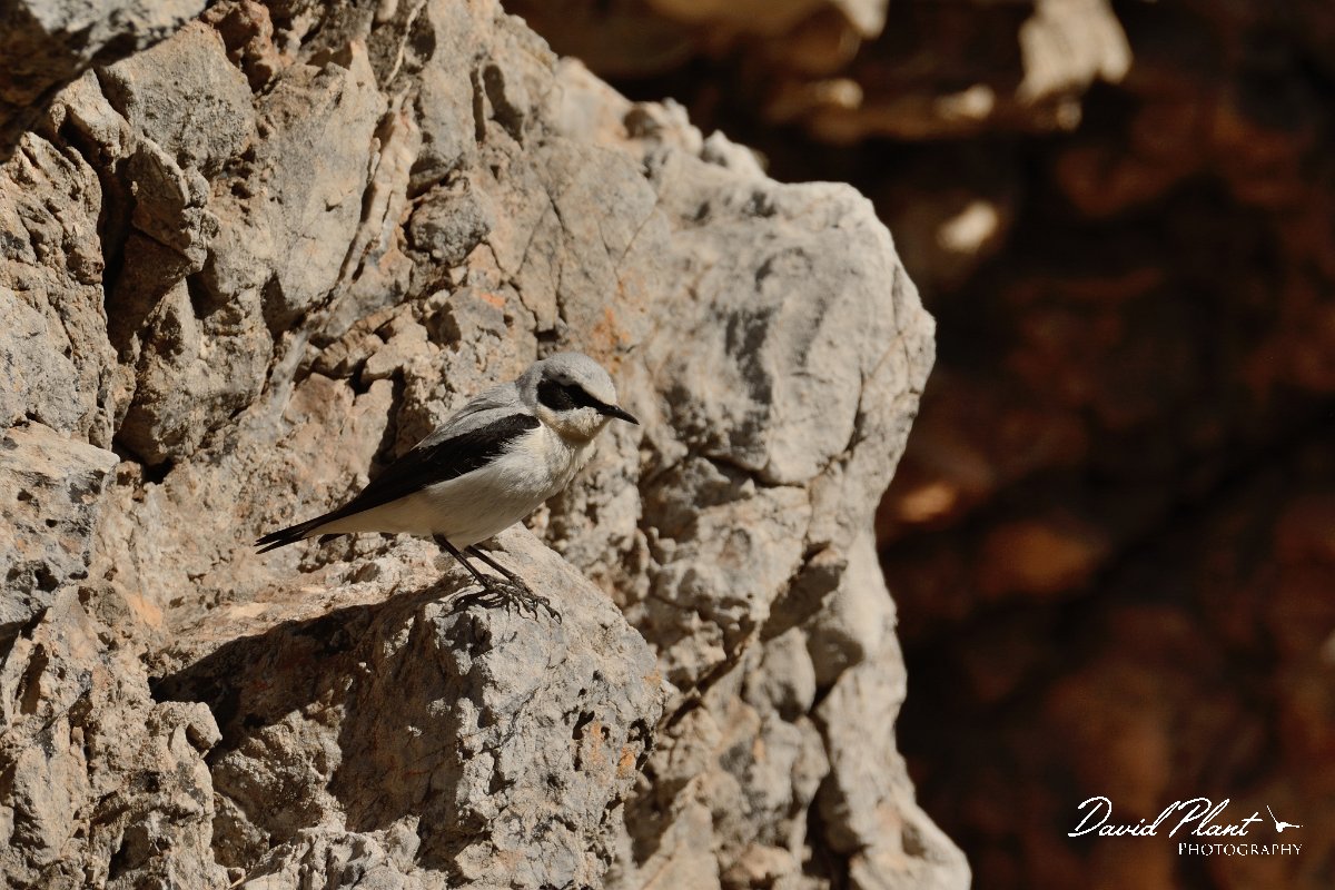 David Plant Photography - Wildlife Photography - Northern wheatear - B.jpg - Northern wheatear male - Nidha Plateau, Crete