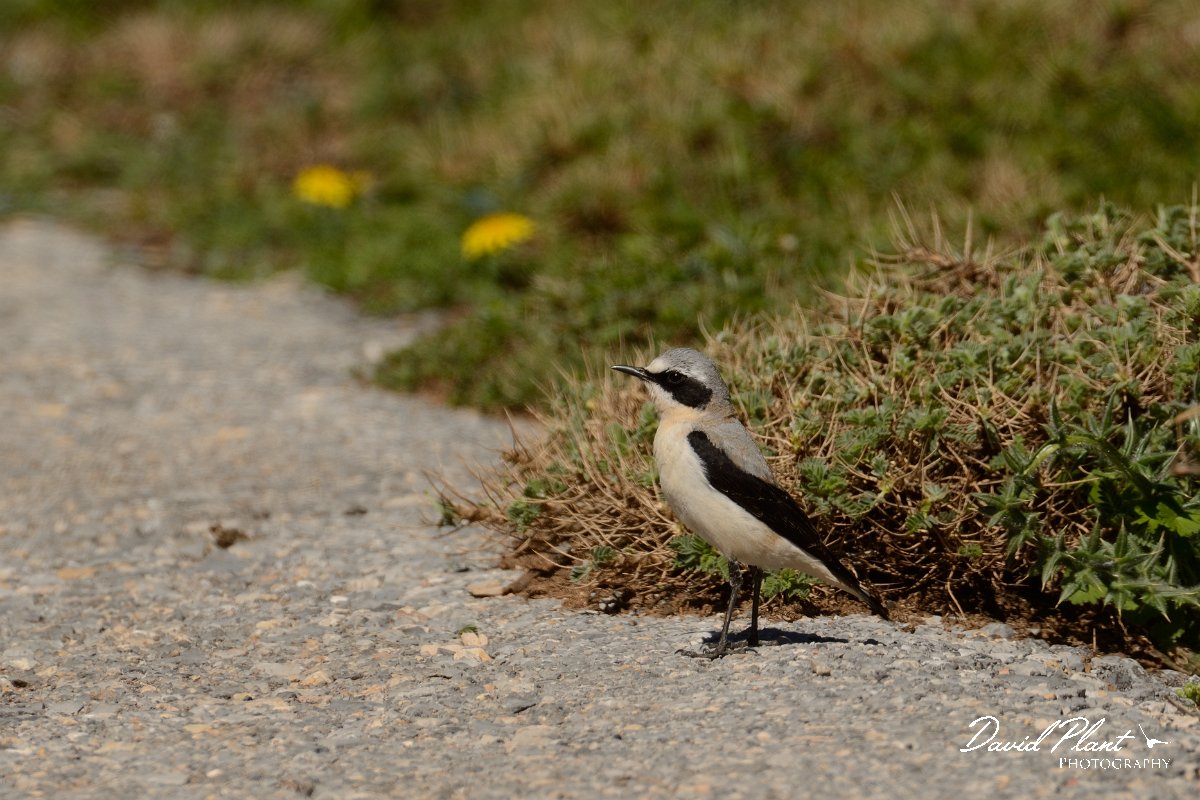 David Plant Photography - Wildlife Photography - Northern wheatear - D.jpg - Northern wheatear male - Nidha Plateau, Crete