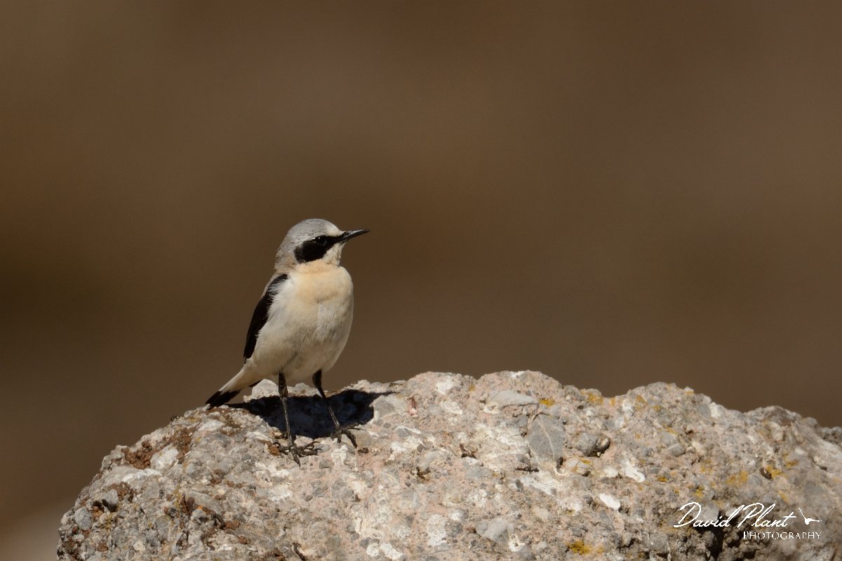 David Plant Photography - Wildlife Photography - Northern wheatear - E.jpg - Northern wheatear male - Nidha Plateau, Crete