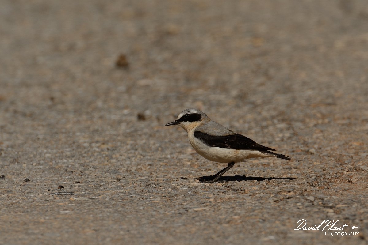 David Plant Photography - Wildlife Photography - Northern wheatear - F.jpg - Northern wheatear male - Nidha Plateau, Crete