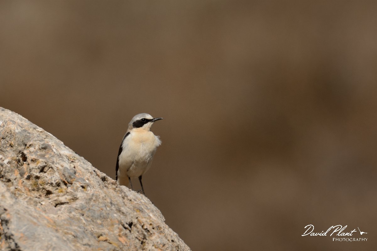 David Plant Photography - Wildlife Photography - Northern wheatear - G.jpg - Northern wheatear male - Nidha Plateau, Crete