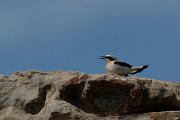 David Plant Photography - Wildlife Photography - Northern wheatear - A