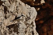 David Plant Photography - Wildlife Photography - Northern wheatear - B