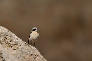 David Plant Photography - Wildlife Photography - Northern wheatear - G