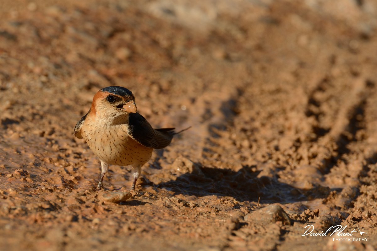 David Plant Photography - Wildlife Photography - Red-rumped swallow - C.jpg - Red-rumped swallow - Vamos, Crete