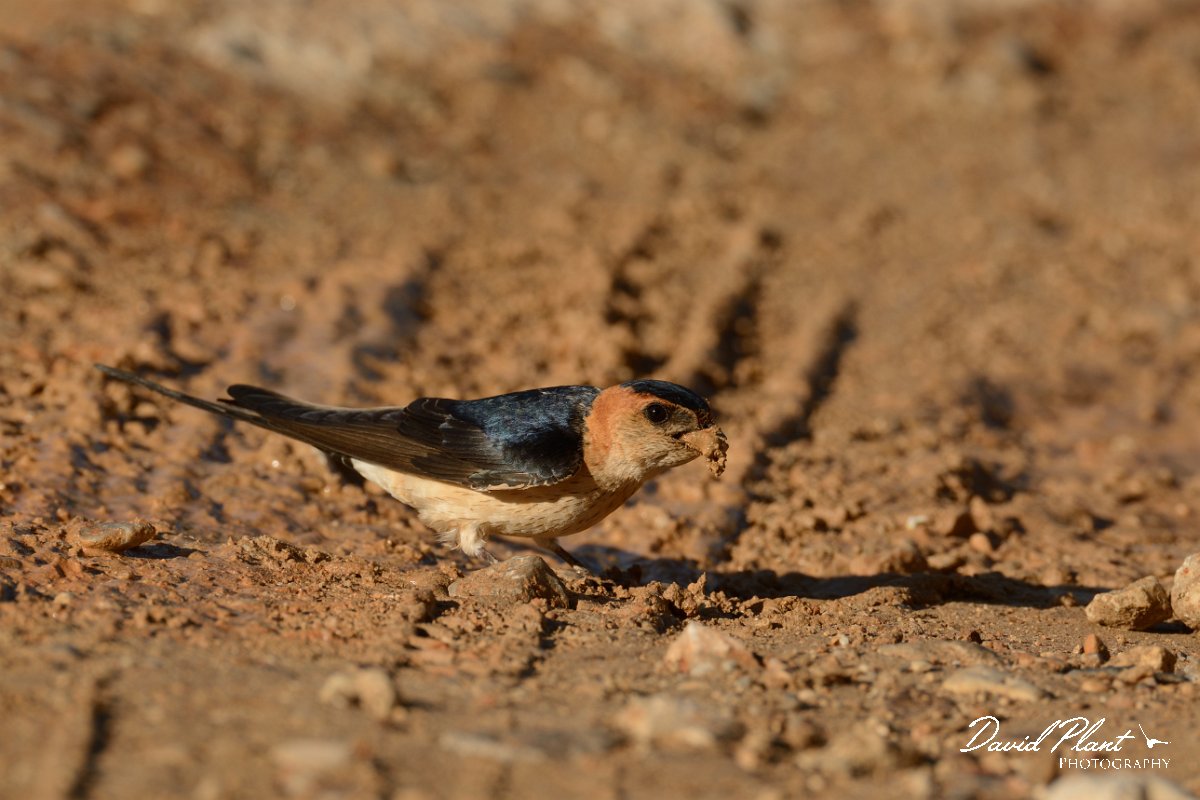 David Plant Photography - Wildlife Photography - Red-rumped swallow - D.jpg - Red-rumped swallow - Vamos, Crete