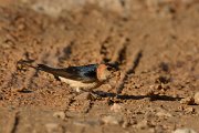 David Plant Photography - Wildlife Photography - Red-rumped swallow - D