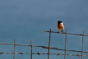 David Plant Photography - Wildlife Photography - Stonechat - A