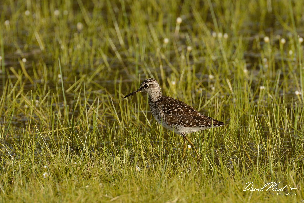 David Plant Photography - Wildlife Photography - Wood sandpiper - D.jpg - Wood sandpiper - Omalos Plateau, Crete