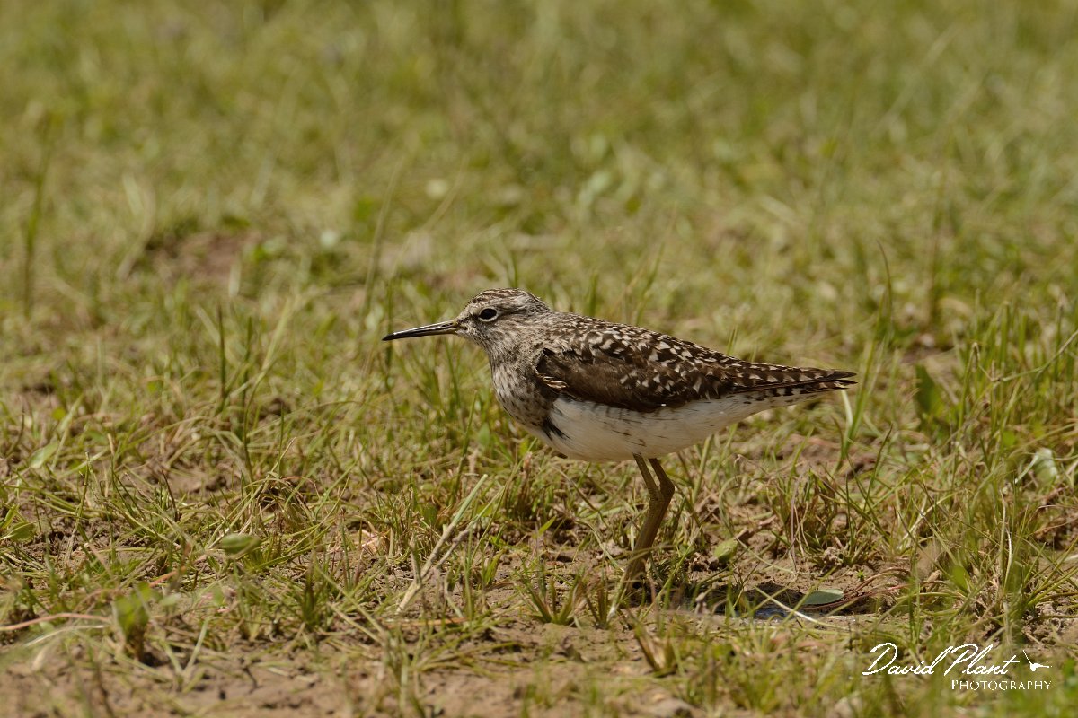 David Plant Photography - Wildlife Photography - Wood sandpiper - F.jpg - Wood sandpiper - Omalos Plateau, Crete