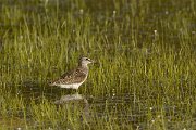 David Plant Photography - Wildlife Photography - Wood sandpiper - A