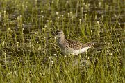 David Plant Photography - Wildlife Photography - Wood sandpiper - B