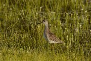 David Plant Photography - Wildlife Photography - Wood sandpiper - C