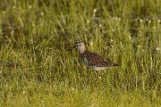 David Plant Photography - Wildlife Photography - Wood sandpiper - D