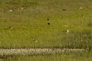 David Plant Photography - Wildlife Photography - Wood sandpiper - E