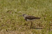David Plant Photography - Wildlife Photography - Wood sandpiper - F