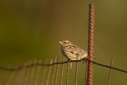 David Plant Photography - Wildlife Photography - Woodlark - A