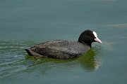 Coot