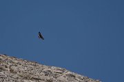 Golden eagle
