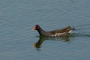 Moorhen