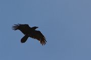 Raven