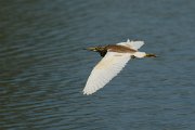 Squacco heron