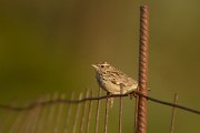 Woodlark