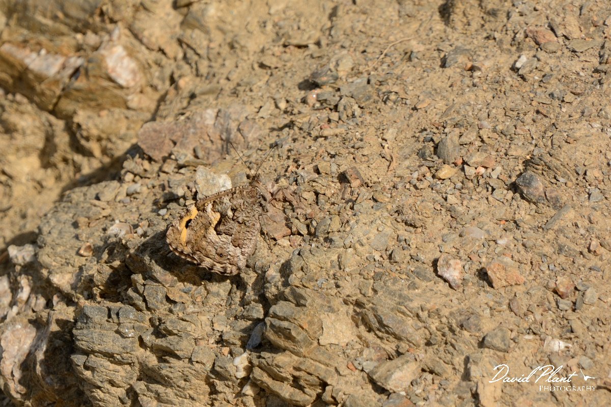 David Plant Photography - Wildlife Photography - Cretan grayling - A.jpg - Cretan grayling - Moni Preveli, Crete