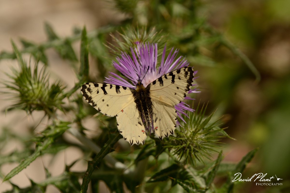 David Plant Photography - Wildlife Photography - Easten festoon - A.jpg - Eastern festoon - Lake Kournas, Crete