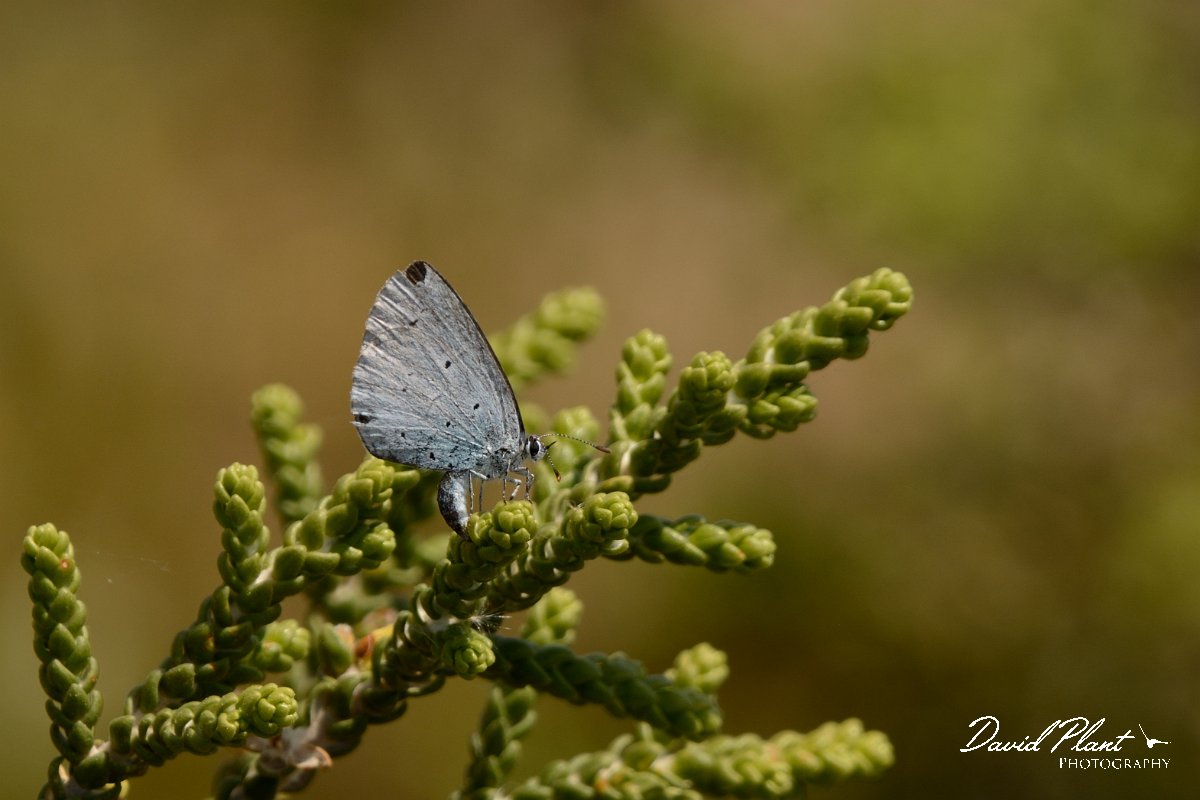 David Plant Photography - Wildlife Photography - Holly blue - A.jpg - Holly blue - Frangokastello, Crete