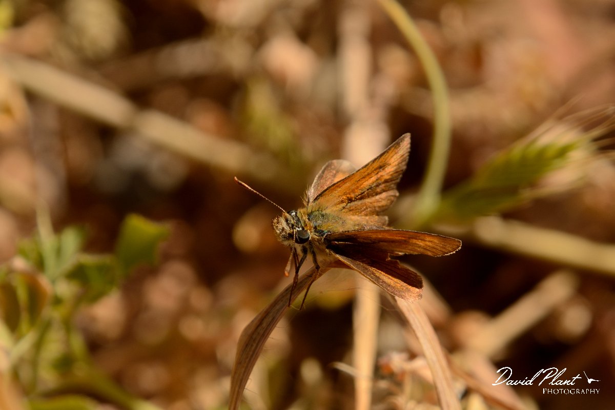 David Plant Photography - Wildlife Photography - Lulworth skipper - A.jpg - Lulworth skipper - Lake Kournas, Crete