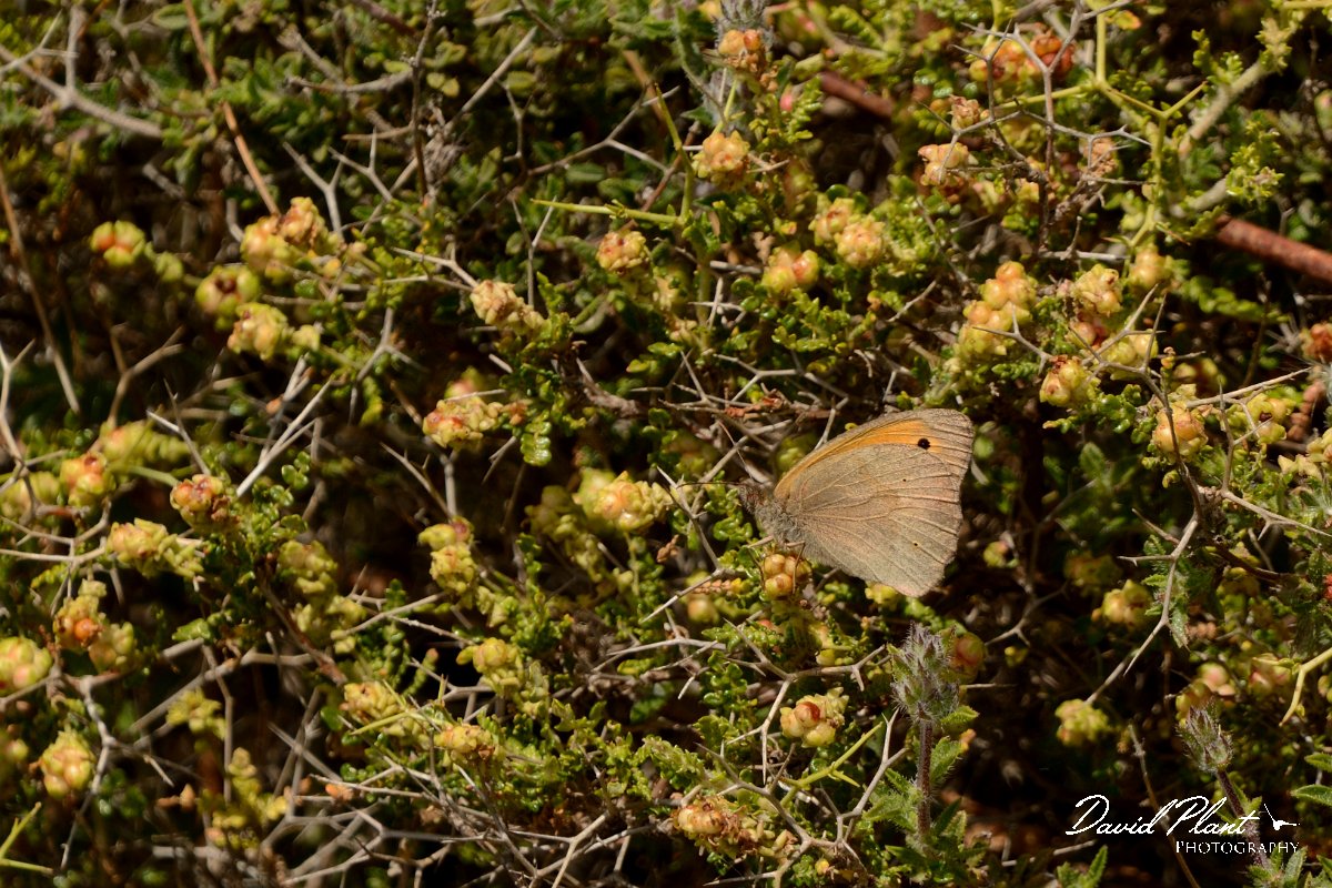 David Plant Photography - Wildlife Photography - Meadow brown - A.jpg - Meadow brown - Lake Kournas, Crete