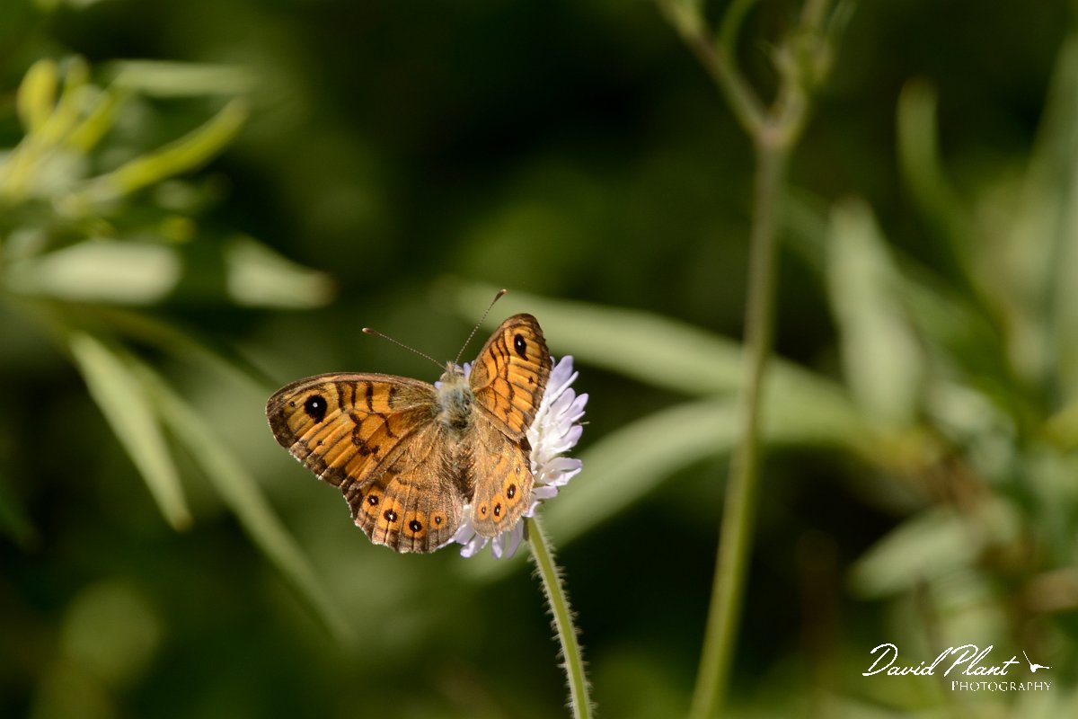 David Plant Photography - Wildlife Photography - Wall - A.jpg - Wall - Lake Kournas, Crete