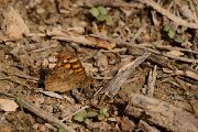 David Plant Photography - Wildlife Photography - Speckled wood - A