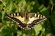 David Plant Photography - Wildlife Photography - Swallowtail - A