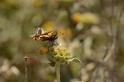 David Plant Photography - Wildlife Photography - Swallowtail - C