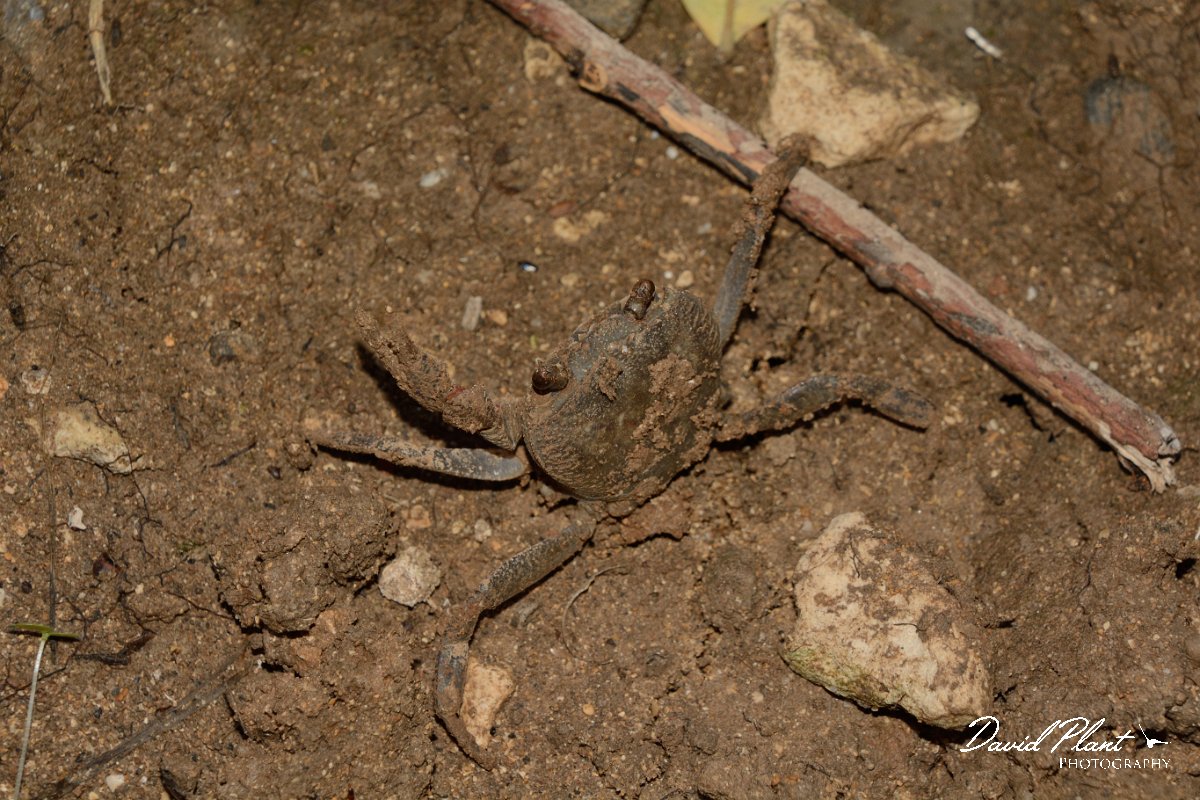 David Plant Photography - Wildlife Photography - Potamon potamios - A.jpg - Potamon potamios - Lake Kournas, Crete