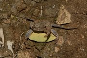 David Plant Photography - Wildlife Photography - Potamon potamios - B