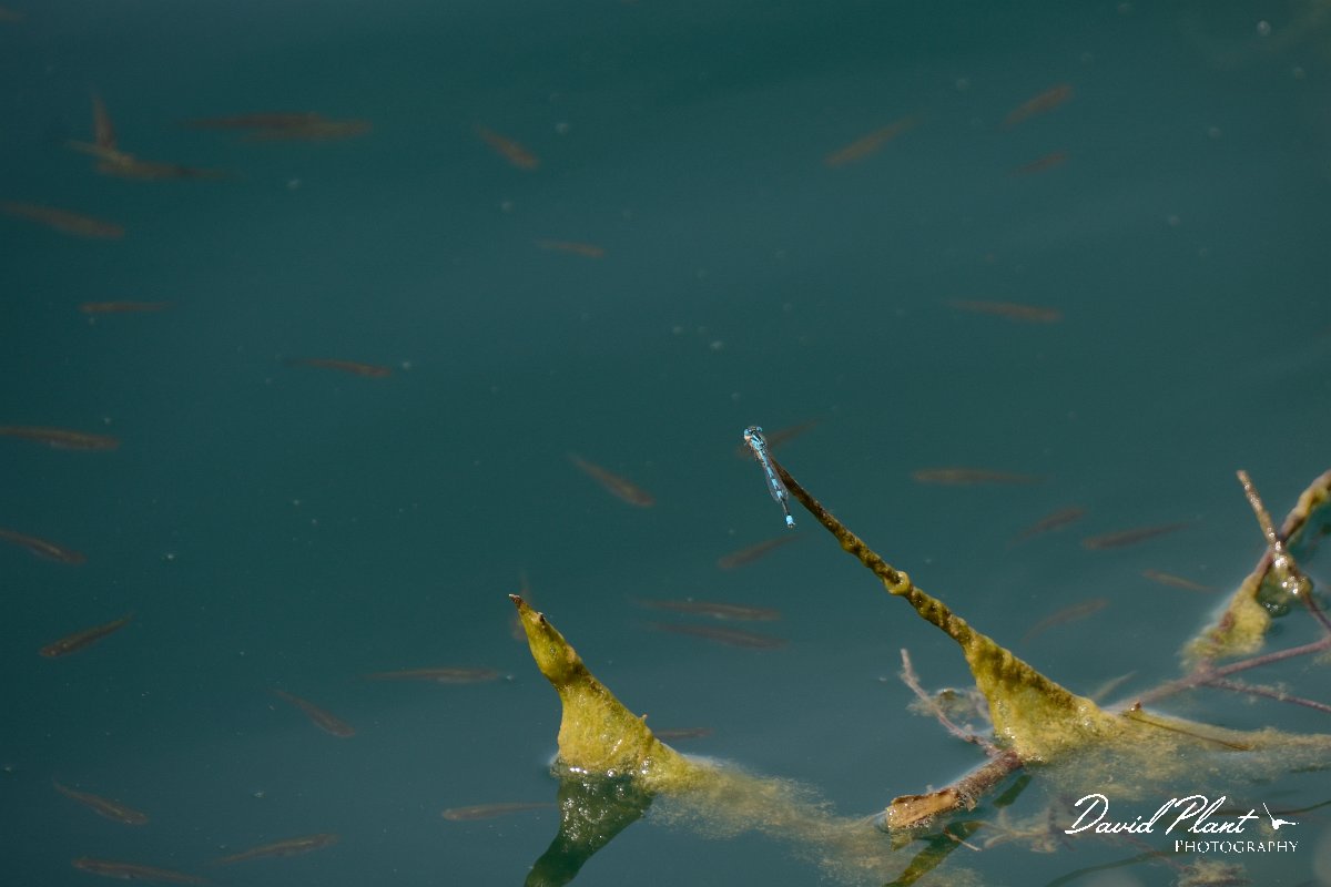 David Plant Photography - Wildlife Photography - Blue-eye - A.jpg - Blue-eye - Lake Kournas, Crete