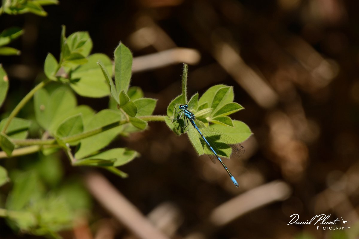 David Plant Photography - Wildlife Photography - Cretan bluet - A.jpg - Cretan blue - Almyros river, Crete