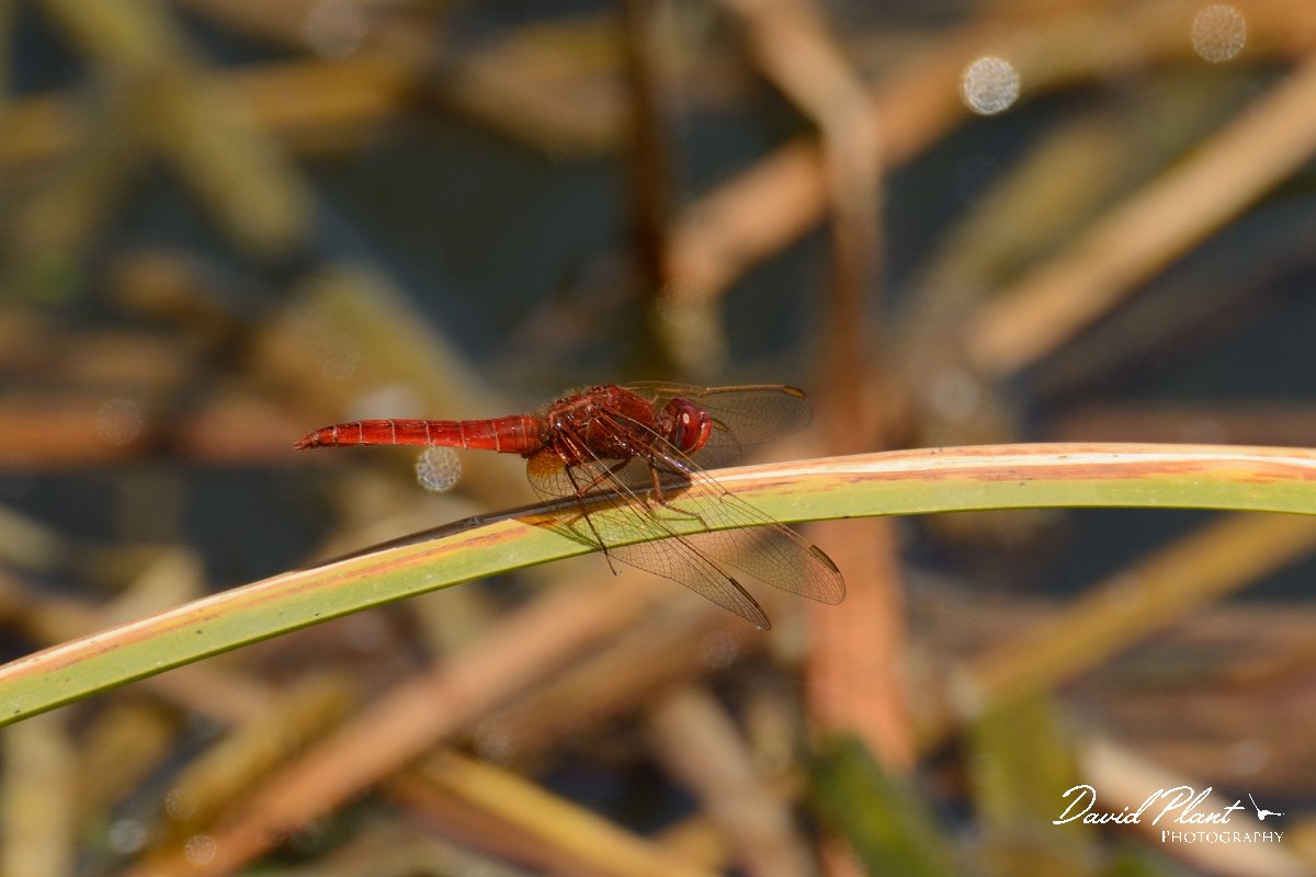 David Plant Photography - Wildlife Photography - Scarlet darter - A.jpg - Scarlet darter - Agia lake, Crete