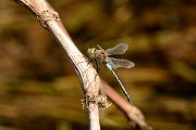 David Plant Photography - Wildlife Photography - Lesser emperor - A