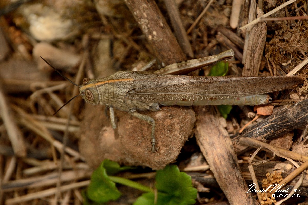 David Plant Photography - Wildlife Photography - Egyptian locust - A.jpg - Egyptian locust - Lake Kournas, Crete