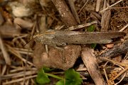 David Plant Photography - Wildlife Photography - Egyptian locust - A
