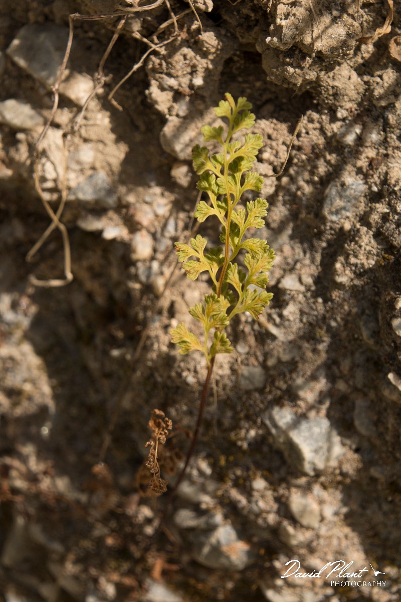 DPPhotography - Crete - Anogramma leptophylla - A.jpg - Anogramma leptophylla